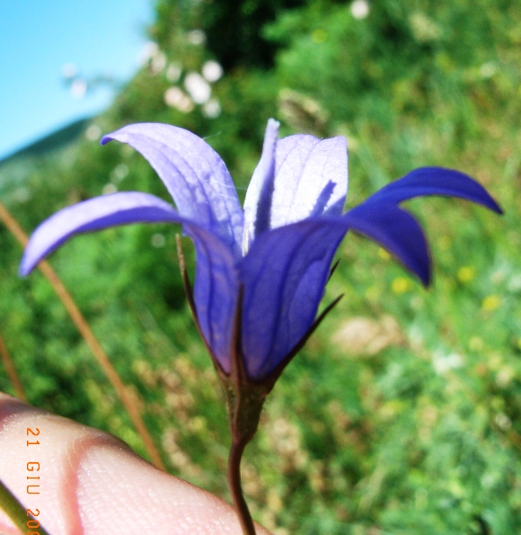 Campanula rapunculus